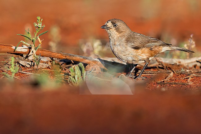 Southern Whiteface (Aphelocephala leucopsis) in Australia stock-image by Agami/Dubi Shapiro,