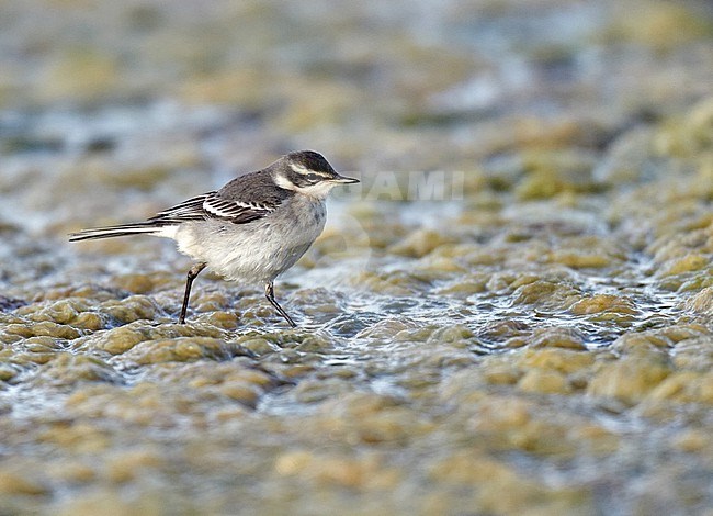 First-winter Eastern Yellow Wagtail (Motacilla tschutschensis) walking on the ground in England. stock-image by Agami/Michael McKee,