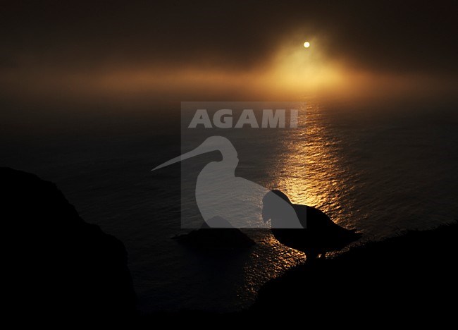 Papegaaiduiker met zonsondergang, Atlantic Puffin in sunset stock-image by Agami/Markus Varesvuo,