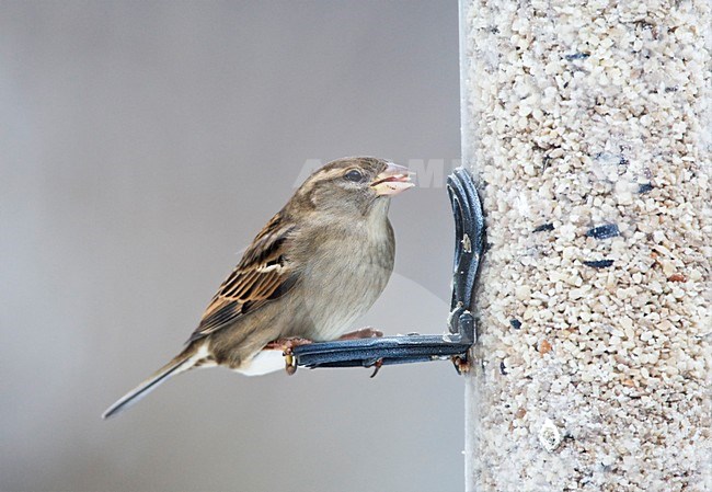 Huismus op verbol; House Sparrow on feeder stock-image by Agami/Marc Guyt,