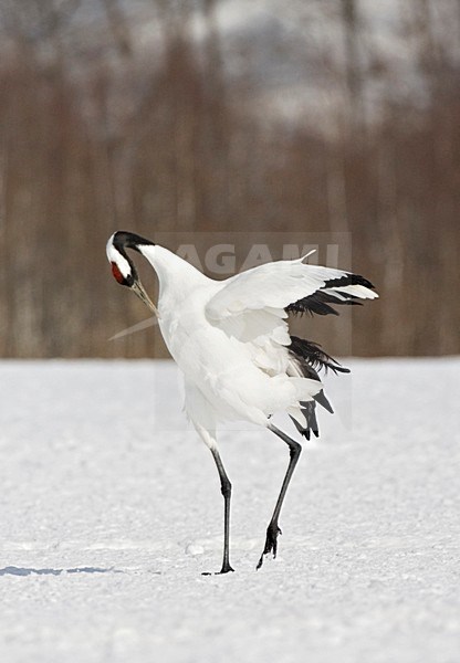 Red-crowned Crane display; Chinese Kraanvogel baltsend stock-image by Agami/Marc Guyt,