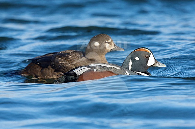 Harlequin Duck (Histrionicus histrionicus), couple swimming in the water, Northeastern Region, Iceland stock-image by Agami/Saverio Gatto,