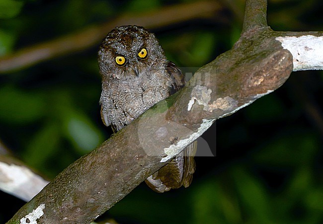 Principe scops owl (Otus species). An undescribed species of Scops owl on Príncipe island stock-image by Agami/Dani Lopez-Velasco,