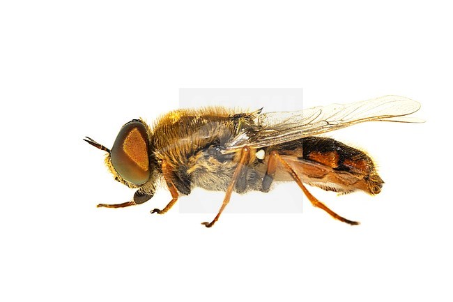 Soldier-fly, Odontomyia ornata stock-image by Agami/Wil Leurs,