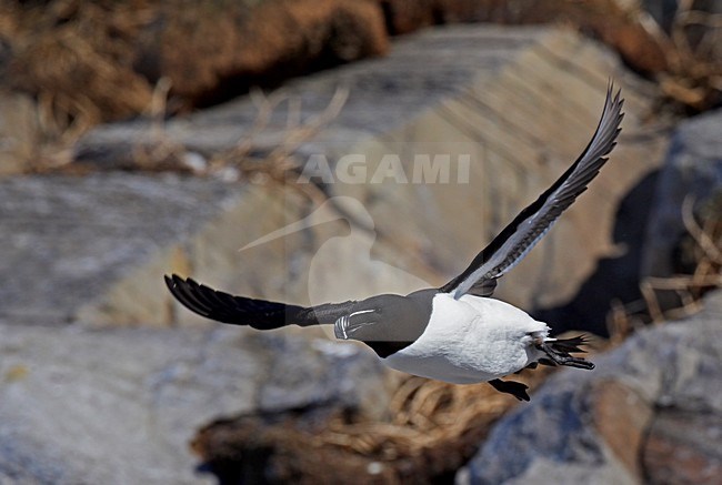 Alk in zomerkleed vliegend; Flying summer plumaged Razorbill stock-image by Agami/Markus Varesvuo,