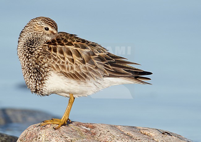 Gestreepte strandloper in rust, Pectoral Sandpiper resting stock-image by Agami/Markus Varesvuo,