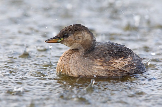 Dodaars zwemmend in de regen; Little Grebe swimming in the rain stock-image by Agami/Daniele Occhiato,