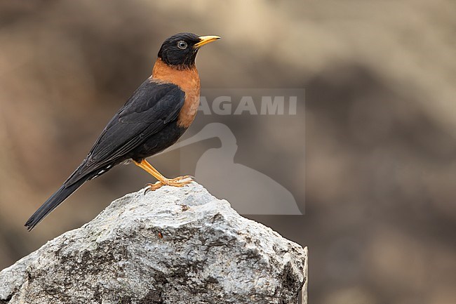 Adult Rufous-collared Thrush (Turdus rufitorques) perched on a rock in a highland forest in Guatemala. stock-image by Agami/Dubi Shapiro,