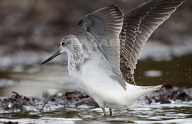 Juveniele Groenpootruiter; Juvenile Greenshank stock-image by Agami/Markus Varesvuo,