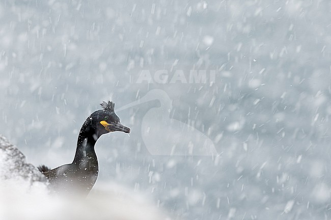 Volwassen Kuifaalscholver in de sneeuw; Adult European Shag in snow stock-image by Agami/Markus Varesvuo,