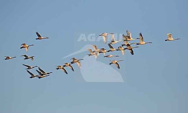 Whistling Swans, Cygnus columbianus, in Alaska, United States. Flock in flight. stock-image by Agami/Dani Lopez-Velasco,