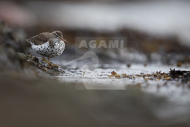 Spotted Sandpipier - Drosseluferläufer - Actitis macularius, Germany (Schleswig-Holstein), adult, breeding plumage stock-image by Agami/Ralph Martin,