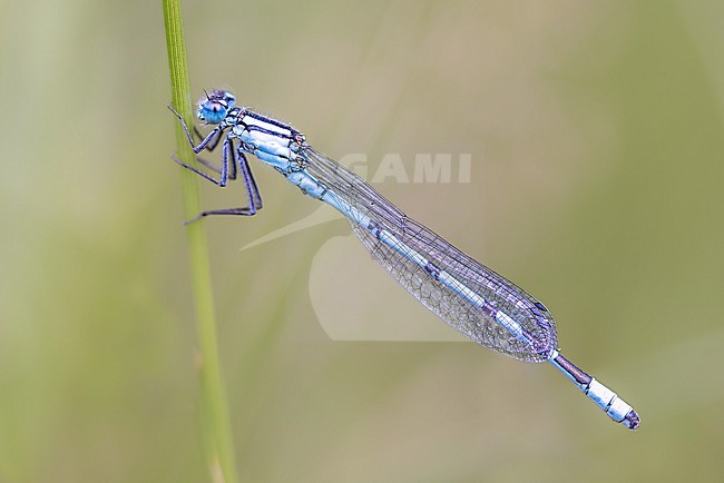 Common Bluet hanging in the grass with a calm background stock-image by Agami/Onno Wildschut,