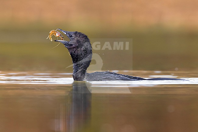 Swimming Pygmy Cormorant, Microcarbo pygmeus, on a lake in Italy. stock-image by Agami/Daniele Occhiato,
