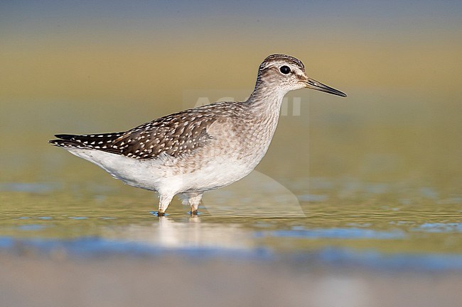 Wood Sandpiper (Tringa glareola), side view of an individual standing in the water, Campania, Italy stock-image by Agami/Saverio Gatto,