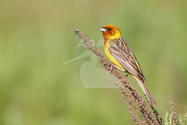 Bruinkopgors, Red-headed Bunting, Emberiza bruniceps stock-image by Agami/David Monticelli,
