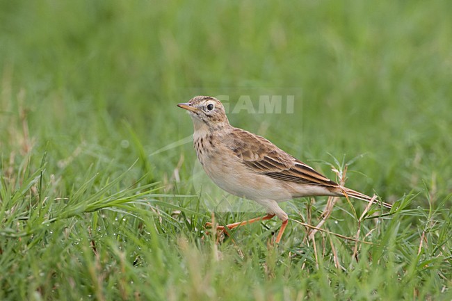 Grote Pieper op de grond; Richards Pipit on the ground stock-image by Agami/Daniele Occhiato,