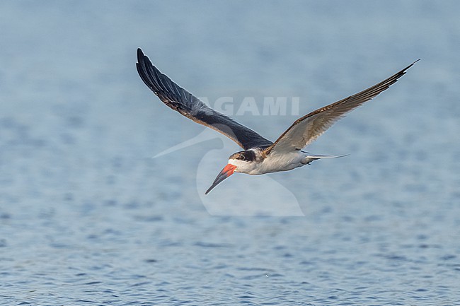Black Skimmer (Rynchops niger) flying over water in Florida USA. stock-image by Agami/Marcel Burkhardt,