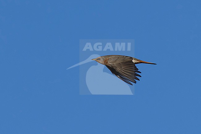 Adult female Red-throated Trush (Turdus ruficollis) in flight, found near Ulaanbaatar in Mongolia stock-image by Agami/Mathias Putze,