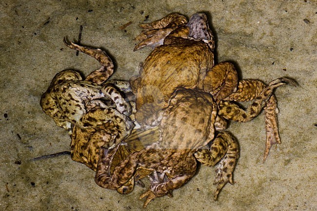 Gewone Pad; Common Toad stock-image by Agami/Theo Douma,