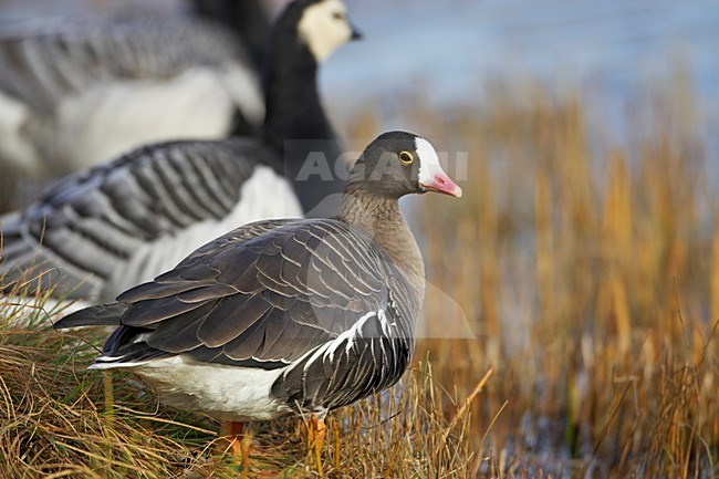 Volwassen Dwerggans; Adult Lesser White-fronted Goose stock-image by Agami/Markus Varesvuo,