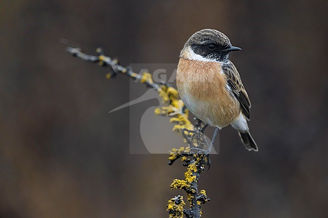 European Stonechat (Saxicola rubicola) in Italy. stock-image by Agami/Daniele Occhiato,