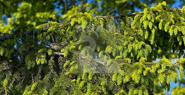 Eurasian Wryneck perched on branch; Draaihals zittend op tak stock-image by Agami/Markus Varesvuo,
