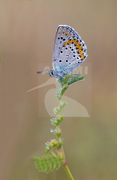Male Reverdin's Blue stock-image by Agami/Wil Leurs,