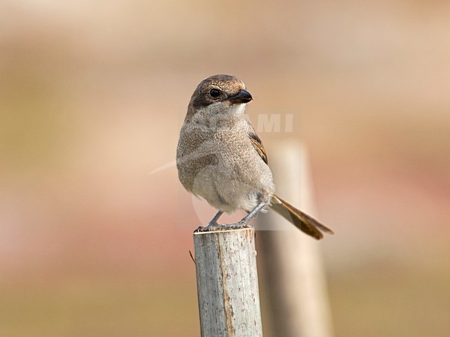 Onvolwassen Gekraagde klauwier, Immature Common Fiscal stock-image by Agami/Wil Leurs,