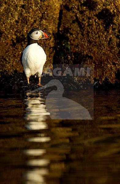 Papegaaiduiker, Atlantic Puffin stock-image by Agami/Danny Green,