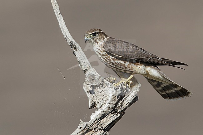 Adult female Taiga Merlin (Falco columbarius columbarius) wintering in Riverside County, California, in November. Perched on a dead branch against a dull brown background. stock-image by Agami/Brian E Small,