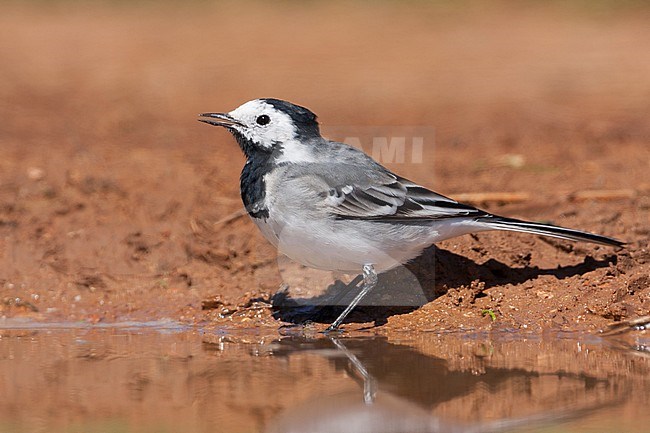 White Wagtail, Witte Kwikstaart, Motacilla alba ssp. alba, Mallorca stock-image by Agami/Ralph Martin,