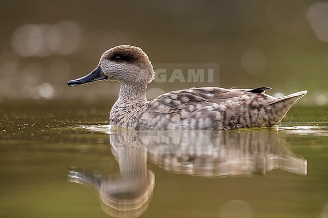 Adult Marbled Teal (Marmaronetta angustirostris) ecape bird swimming in small pool in Haaltert, East Flanders, Belgium. stock-image by Agami/Vincent Legrand,