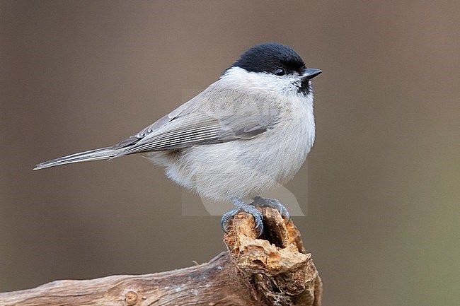 Marsh Tit (Poecile palustris), side view of an adult standing on a dead branch in Podlachia, Poland. stock-image by Agami/Saverio Gatto,