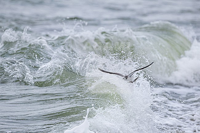  stock-image by Agami/Menno van Duijn,