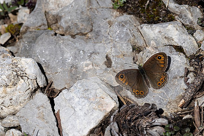 northern wall brown (lasiommata petropolitana) perching on the ground with open wings stock-image by Agami/Mathias Putze,