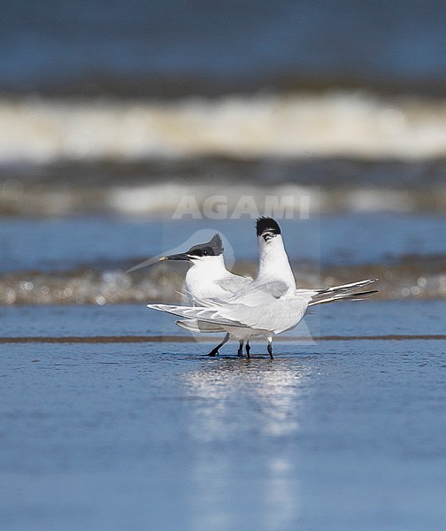 Sandwich Tern (Thalasseus sandvicensis) on the North Sea beach of Katwijk, Netherlands. Pair standing on the beach. stock-image by Agami/Marc Guyt,