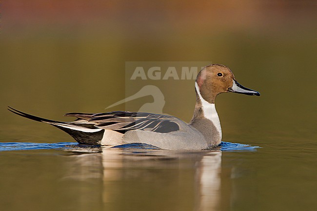 Northern Pintail (Anas acuta) swimming in Victoria, BC, Canada. stock-image by Agami/Glenn Bartley,