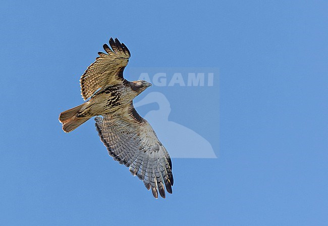 Red-tailed Hawk, Buteo jamaicensis,  on Jaimaca. stock-image by Agami/Pete Morris,