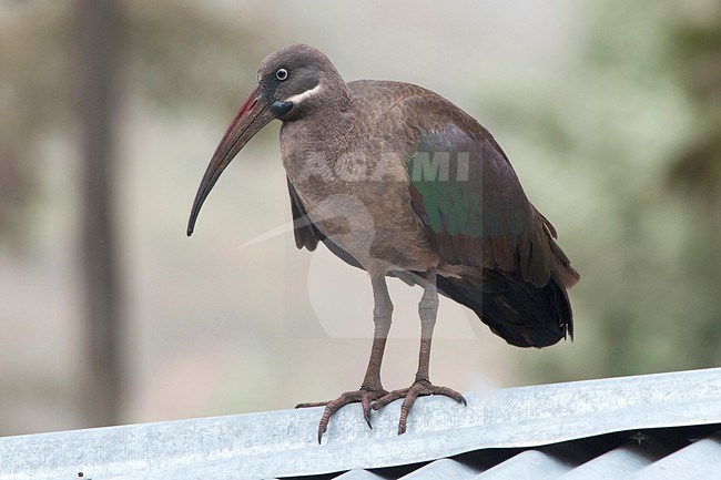 A Hadada Ibis (Bostrychia hagedash) is seen standing on a roof against a clear green background in Wondo Genet, Ethiopia. stock-image by Agami/Jacob Garvelink,
