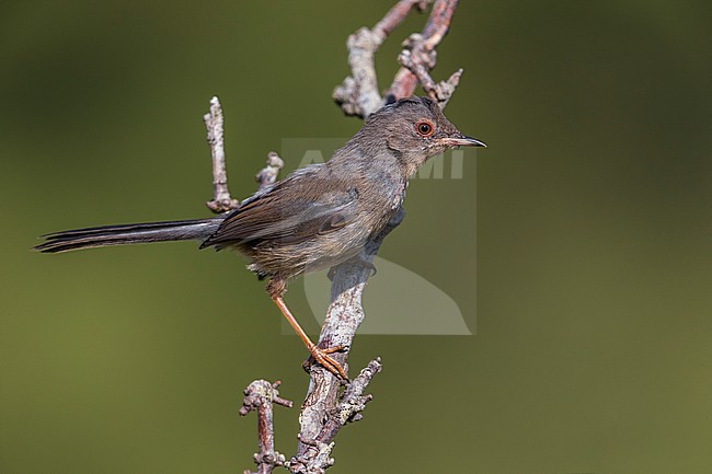 Worn juvenile Dartford Warbler, Sylvia undata) in Italy. Perched on top of a bush. stock-image by Agami/Daniele Occhiato,