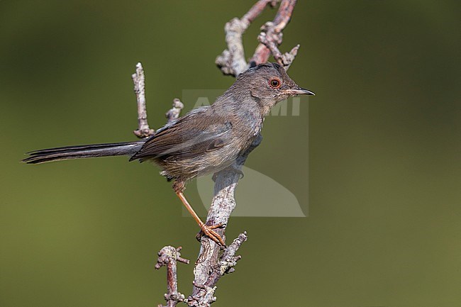 Worn juvenile Dartford Warbler, Sylvia undata) in Italy. Perched on top of a bush. stock-image by Agami/Daniele Occhiato,