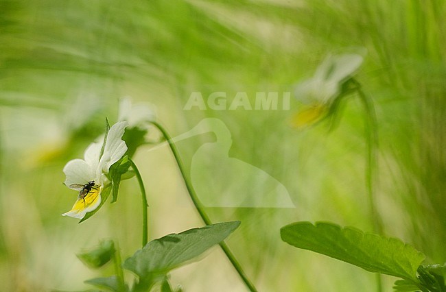 Akkerviool met vlieg, Field Pansy with fly stock-image by Agami/Rob de Jong,
