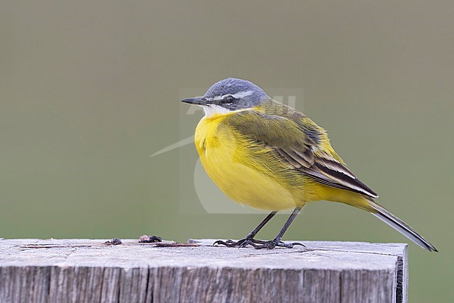 A Western Yellow Wagtail, Motacilla flava gives some rare close-up view on a fence post he is using to oversee his breeding ground. stock-image by Agami/Jacob Garvelink,