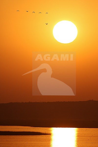 Sunset Chhari Lake, Greater Rann of Kutch, India stock-image by Agami/James Eaton,