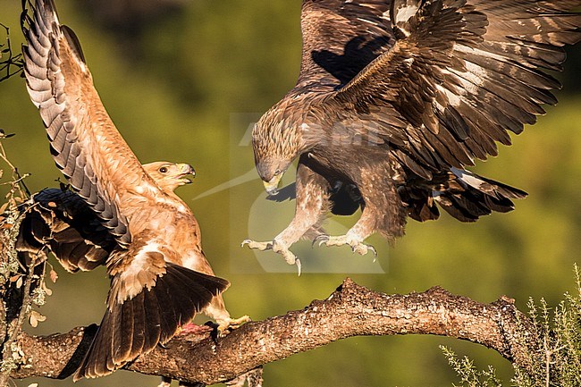 Spaanse Keizerarend, Spanish Imperial Eagle, Aquila adalberti stock-image by Agami/Oscar Díez,