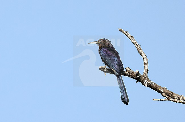 Black Scimitarbill (Rhinopomastus aterrimus notatus) on a small branch with blue sky behind stock-image by Agami/Thierry Quelennec,