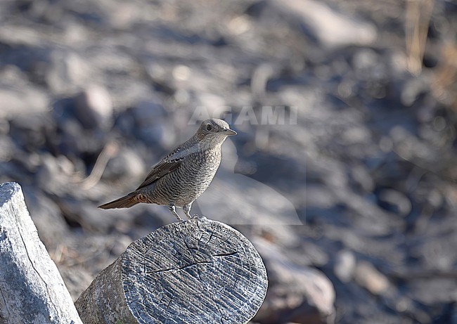 Immature male (Western) Blue Rock Thrush (Monticola solitarius solitarius). Side view of bird perched on a stonewall. stock-image by Agami/Kari Eischer,