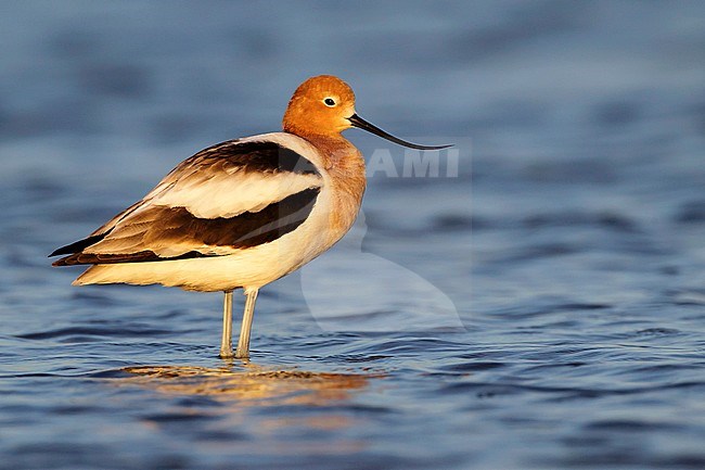 Adult female American Avocet in breeding plumage in Galveston County, Texas, USA. stock-image by Agami/Brian E Small,