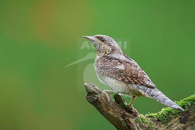 Eurasian Wryneck - Wendehals - Jynx torquilla ssp. torquilla, Germany, adult stock-image by Agami/Ralph Martin,